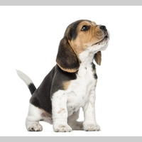 Looking for a roommate in Palm Beach County, Miami Dade, Miami Beach, Miami, Broward County - Miami