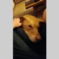 Looking for a roommate