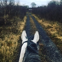 Looking for a roommate