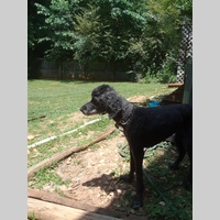 Looking for a roommate in North Atl - Atlanta