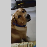 Looking for a roommate in Central Los Angeles, San Gabriel Valley, Orange County, Southeast, San Fernando Valley, The Harbor, Westside / South Bay - Los Angeles