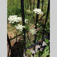 Looking for a roommate in Metro Area, Somerville, Cambridge, Boston - Boston