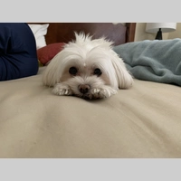 Looking for a roommate in Westside / South Bay - Los Angeles