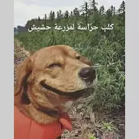 Looking for a roommate in Central Los Angeles, San Gabriel Valley, Orange County, Southeast, San Fernando Valley, The Harbor, Westside / South Bay - Los Angeles