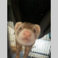 Looking for a roommate in South Atl, West Atl, North Atl, East Atl, Central Atl - Atlanta