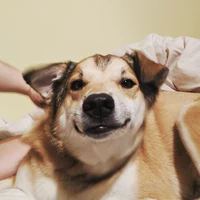 Looking for a roommate in Brooklyn, Manhattan - New York