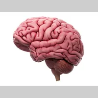 Looking for a roommate in Arlington, North Dfw, Forth Worth, Se Dallas, Sw Dallas, Nw Dallas, Ne Dallas - Dallas