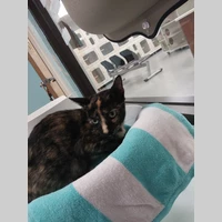 Looking for a roommate in South Atl, North Atl, East Atl, Central Atl - Atlanta