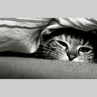 Looking for a roommate in Central Atl - Atlanta