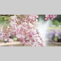 Looking for a roommate in Queens, Brooklyn, Manhattan - New York