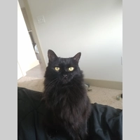 Looking for a roommate in Inner Loop - Houston