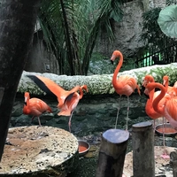 Looking for a roommate in North Dfw, Nw Dallas - Dallas