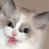 Looking for a roommate in Manhattan - New York