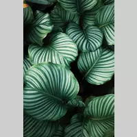 Looking for a roommate in Manhattan - New York