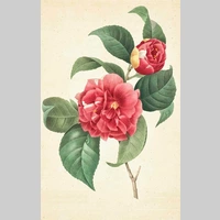 Looking for a roommate in The Bronx, Staten Island, Queens, Brooklyn, Manhattan - New York